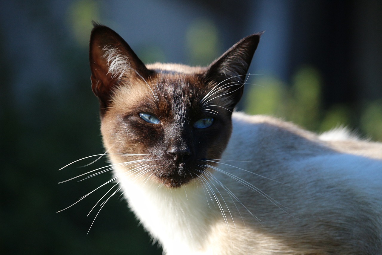 Understanding the Friendly Nature of the Siamese